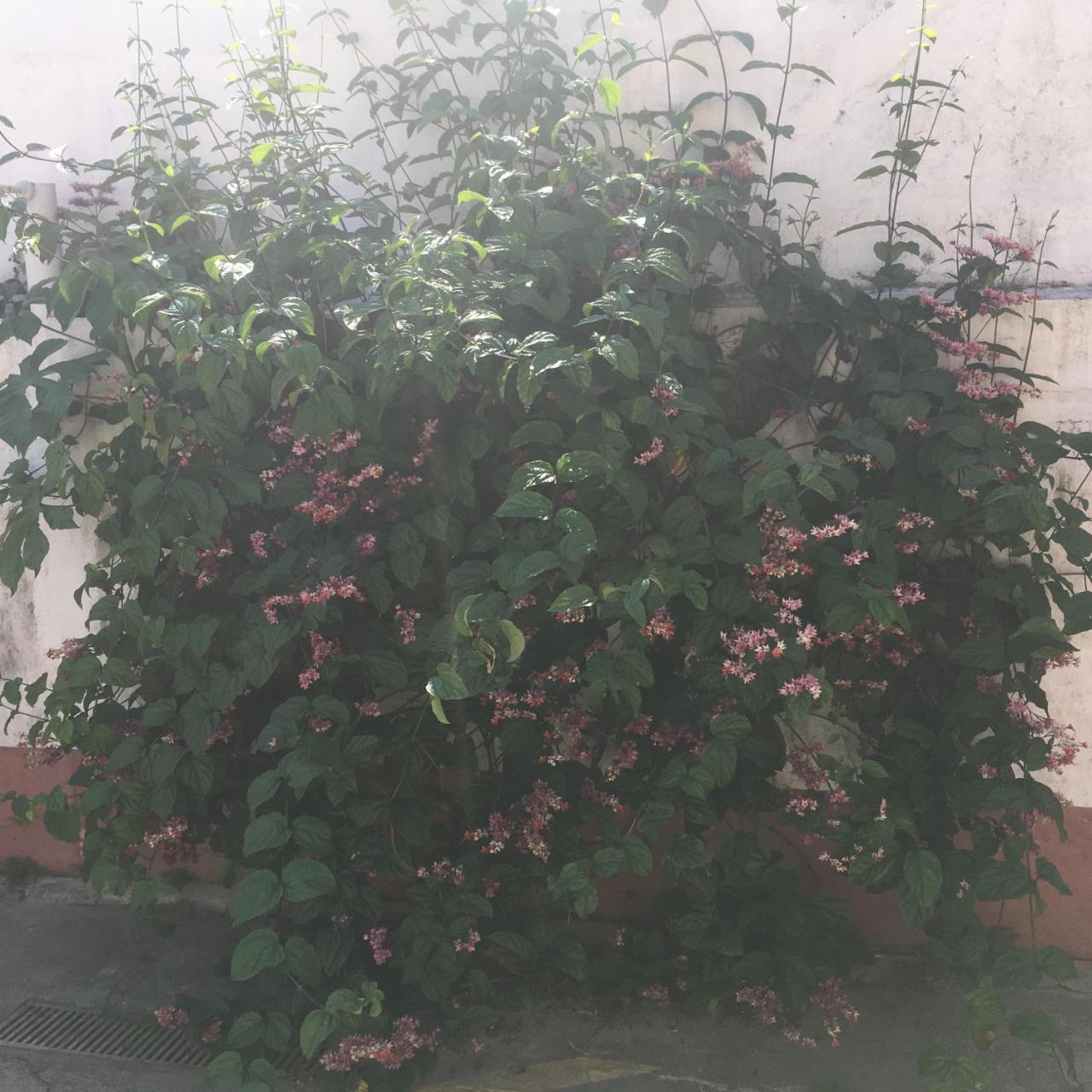 Pousada Bertioga Εξωτερικό φωτογραφία